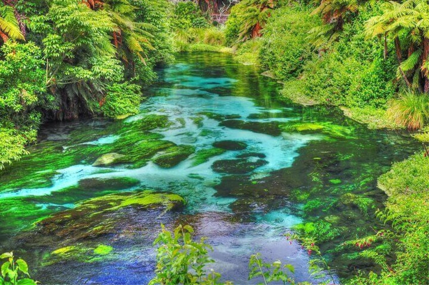 Nature’s Best Blue Springs, Huka Falls & Redwoods Day Tour