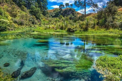 Nature’s Best Blue Springs, Huka Falls & Redwoods Day Tour