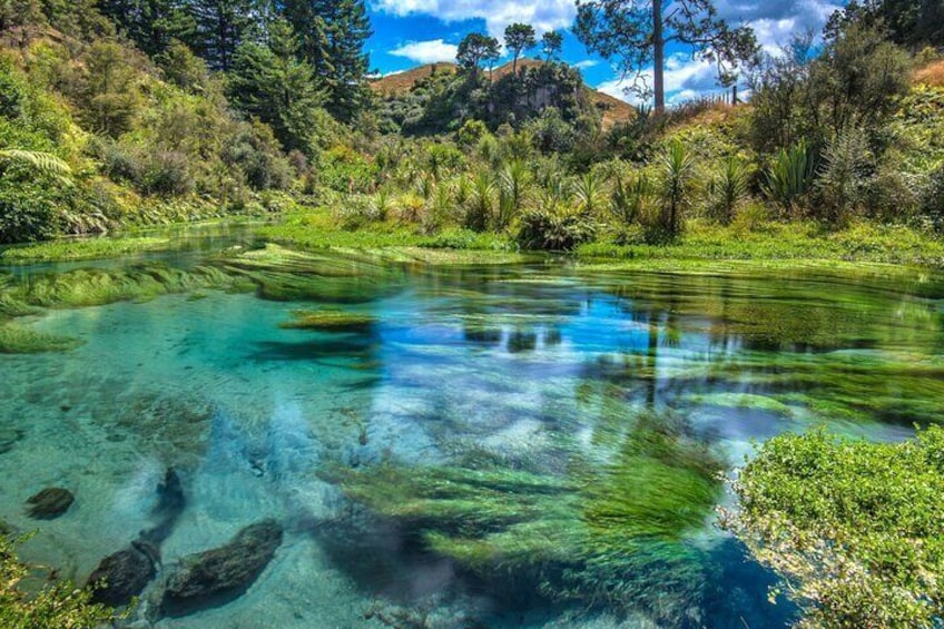 Nature’s Best Blue Springs, Huka Falls & Redwoods Day Tour