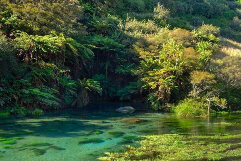 Nature’s Best Blue Springs, Huka Falls & Redwoods Day Tour