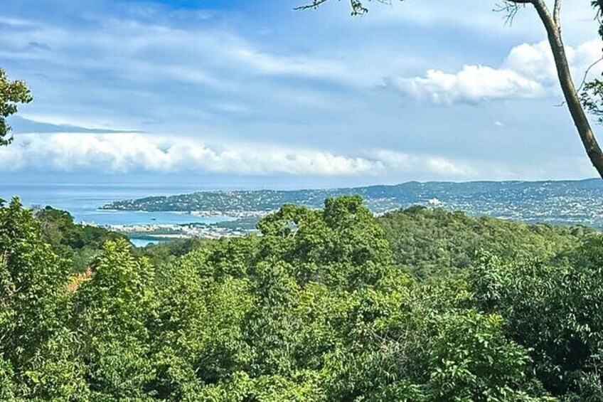 Montego Bay, Bird Sancturay