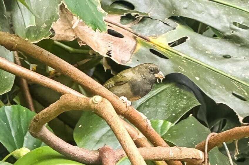 Montego Bay, Bird Sancturay