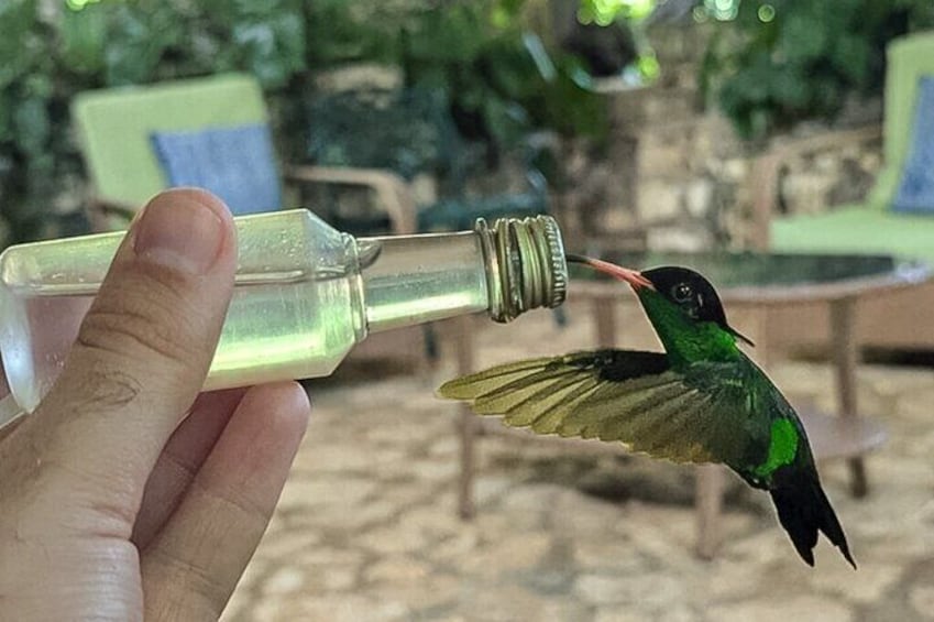 Montego Bay, Bird Sancturay