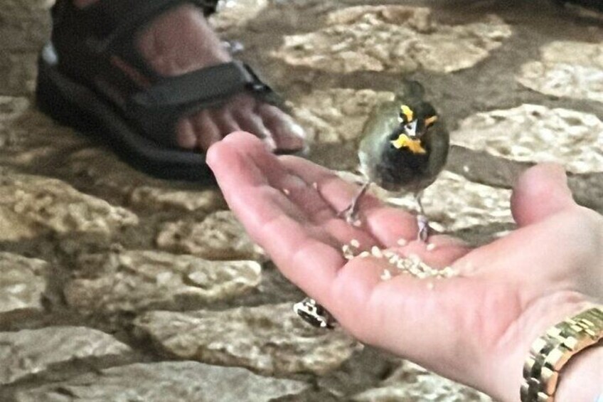 Montego Bay, Bird Sancturay