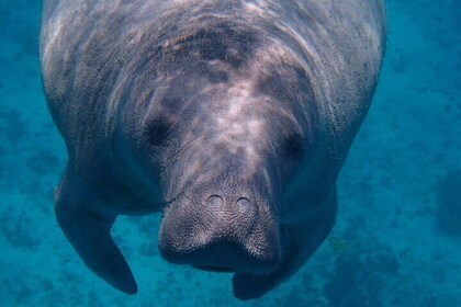 Manatee Watch and Sunset Cruise Combo in Hopkins