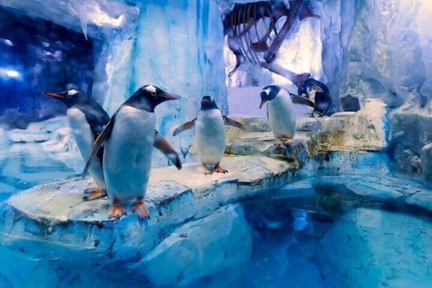 Dubai Aquarium and Underwater Zoo plus Penguin Cove Tickets