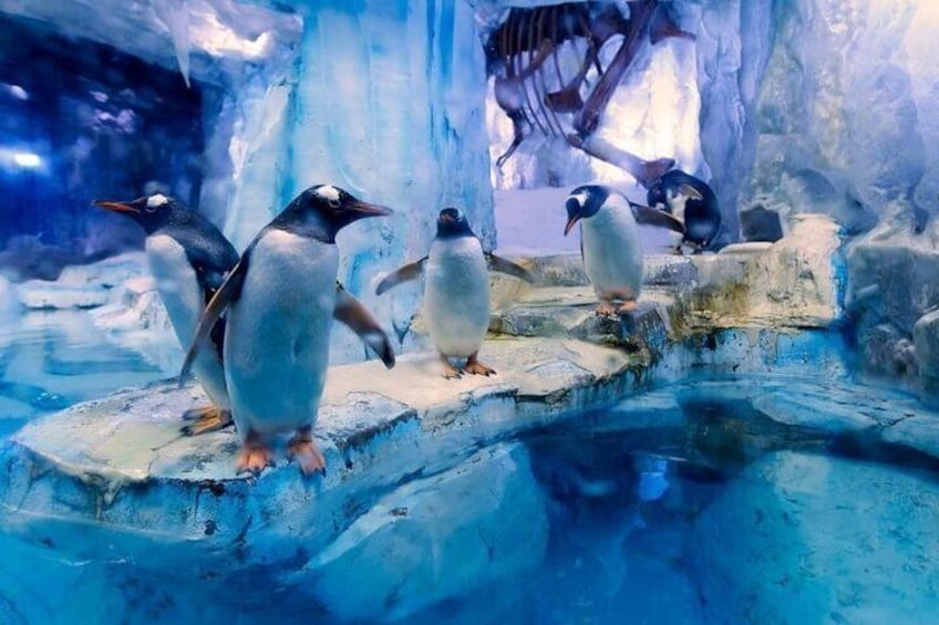 Dubai Aquarium and Underwater Zoo plus Penguin Cove Tickets