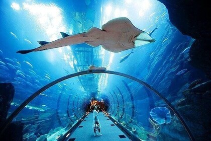 Dubai Aquarium and Underwater Zoo plus Penguin Cove Tickets