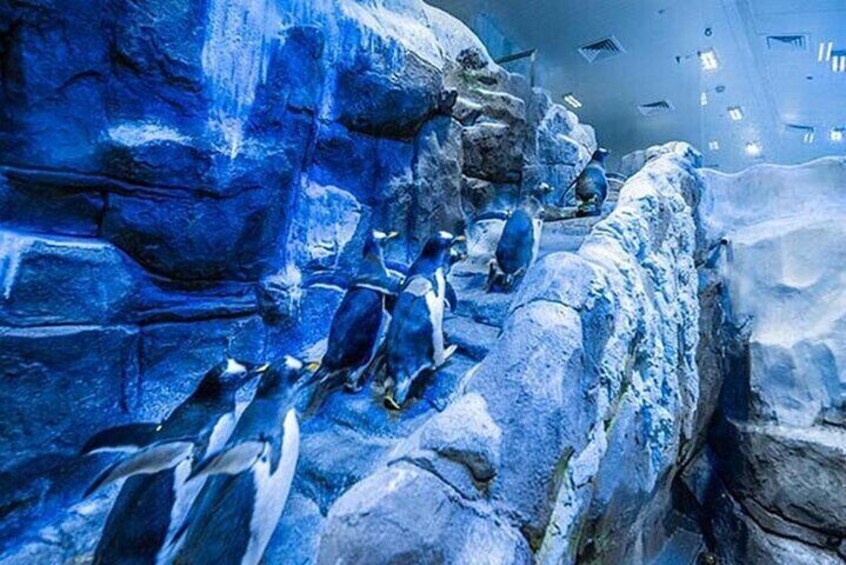 Dubai Aquarium and Underwater Zoo plus Penguin Cove Tickets