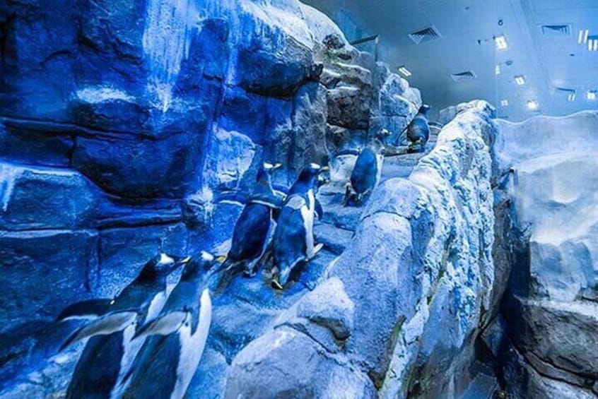 Dubai Aquarium and Underwater Zoo plus Penguin Cove Tickets