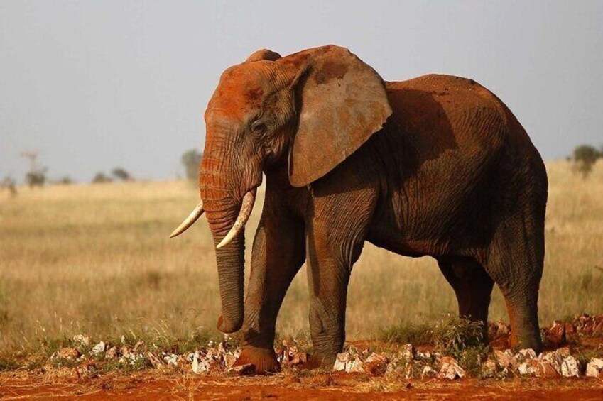 Best 7 Days Kenya Adventure Wildlife Safari
