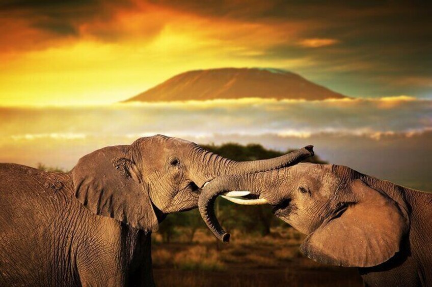 Best 7 Days Kenya Adventure Wildlife Safari