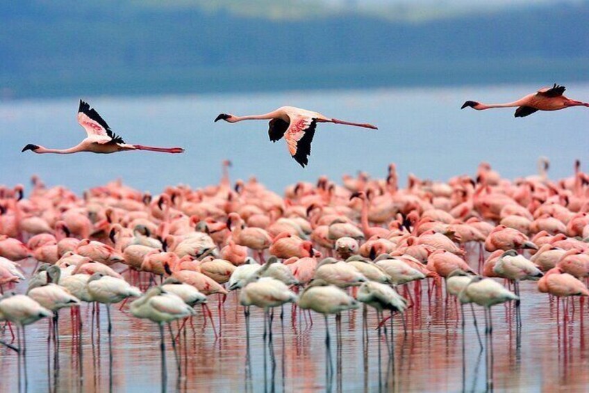 Best 7 Days Kenya Adventure Wildlife Safari
