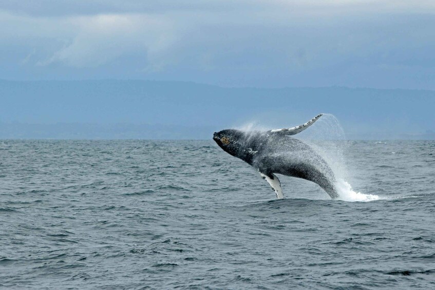 Picture 3 for Activity From Colombo: Whale Watching Tour with Breakfast & Transfers