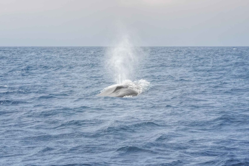 Picture 6 for Activity From Colombo: Whale Watching Tour with Breakfast & Transfers