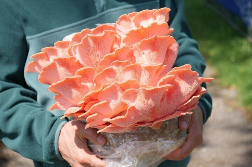 Mushrooms are not only beige – at Zürifung you will find beautiful golden, purple, grey and pink varieties with unique shapes and structures.