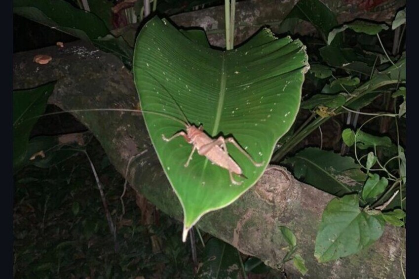 Night Walk in Tortuguero