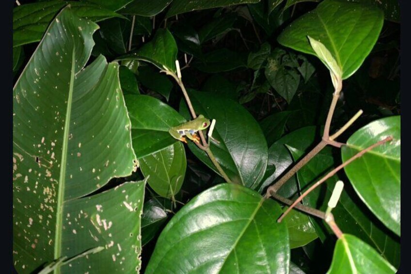 Night Walk in Tortuguero