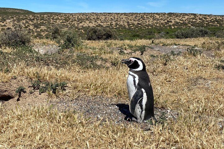 Guided Tour in Punta Tombo with Magellanic Penguins.