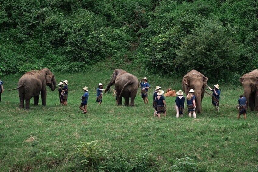 Chiang Mai Elephant Care, Bamboo Rafting and Waterfall Tour