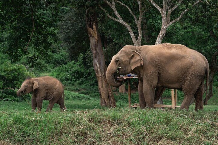 Chiang Mai Elephant Care, Bamboo Rafting and Waterfall Tour