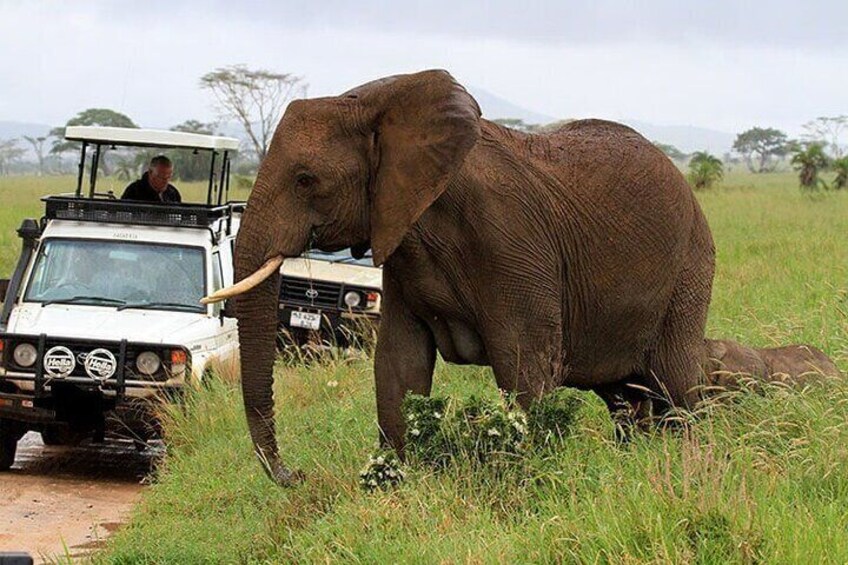 5 Days Wildlife Adventure - Mombasa