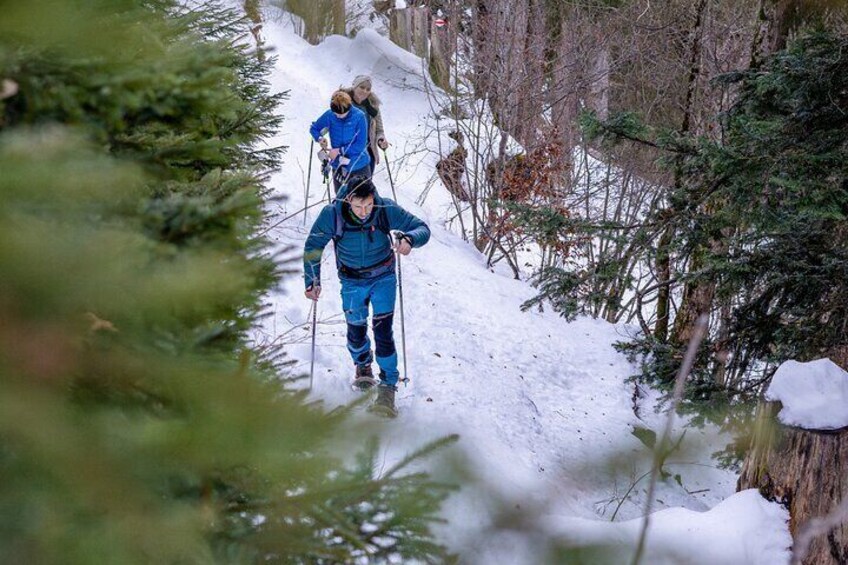 Guided Snowshoe Hike from Interlaken