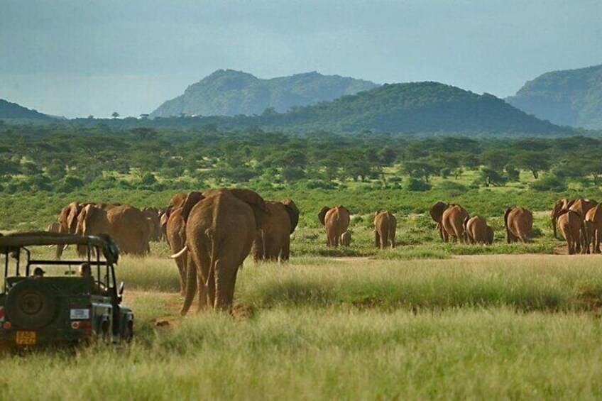 Private 3 Days Samburu National Park Safari All Inclusive