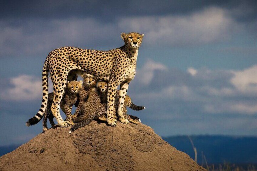 Kenya's Big Five Wildlife 12 Days Safari Tour