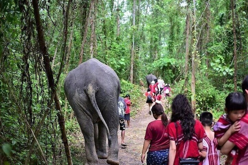 Half Day Krabi Elephant Sanctuary Experience