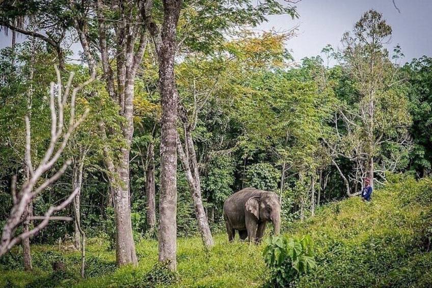 Half Day Krabi Elephant Sanctuary Experience