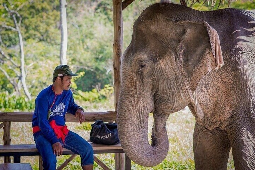 Half Day Krabi Elephant Sanctuary Experience