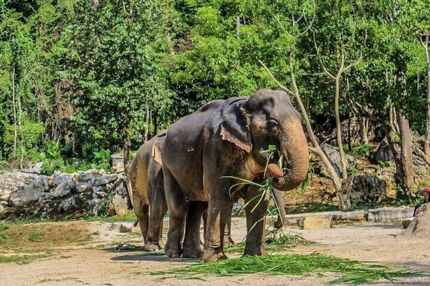 Half Day Krabi Elephant Sanctuary Experience