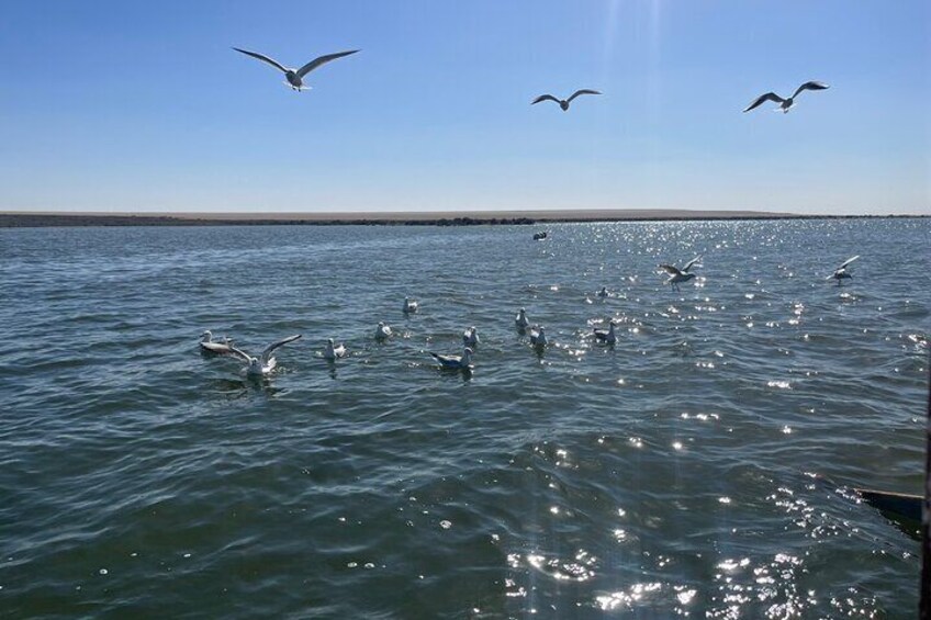Fayoum Oasis and Wadi El-Rayan Waterfalls Tour from Cairo