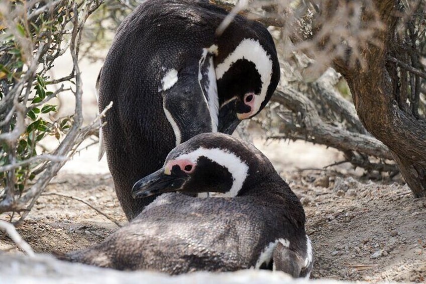 Couple relaxation in their nest.