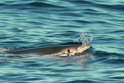 Great White Sharks Topside in Monterey Bay