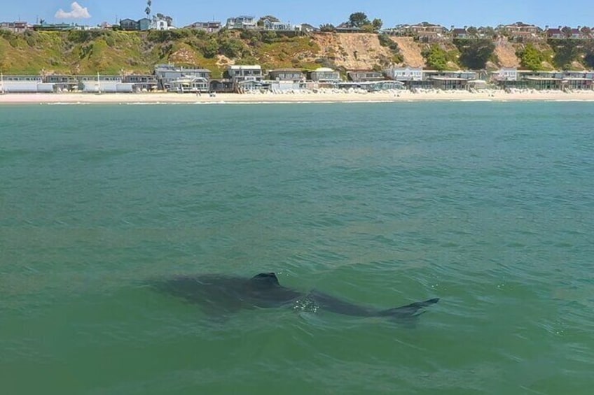 Great White Shark at SharkPark Santa Cruz