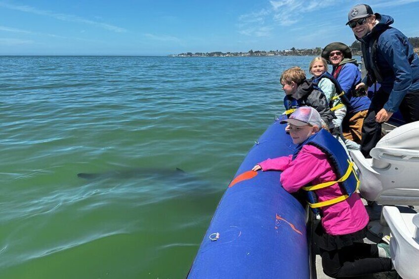 Great White Shark going under the boat