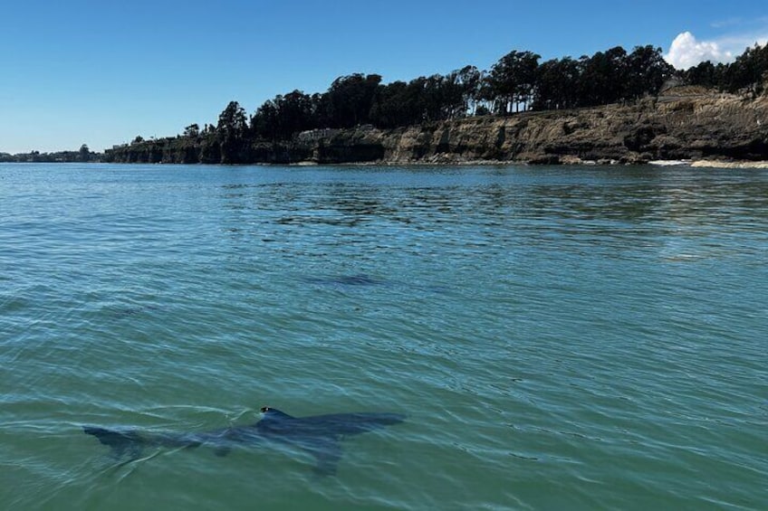 At Shark Park Santa Cruz