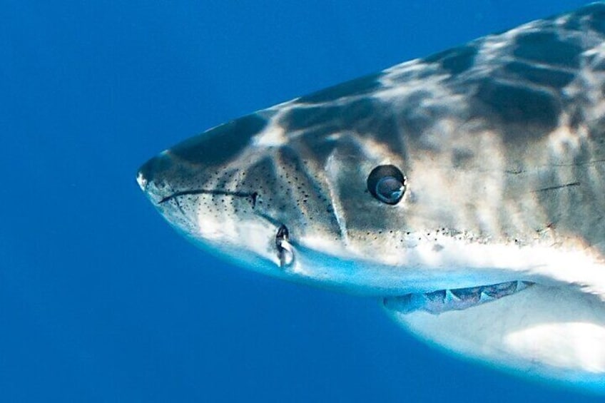 Great White Shark 