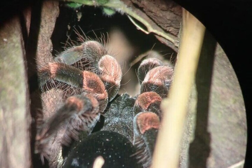 Monteverde Night Tour in the Forests