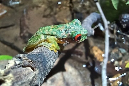 Monteverde Night Tour in the Forests