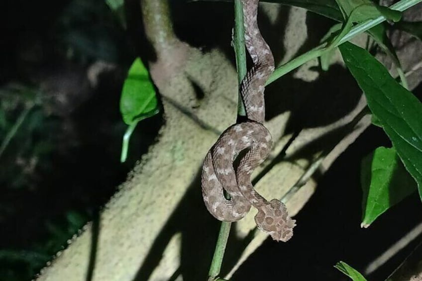 Monteverde Night Tour in the Forests