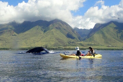 Kayak, Whale Watch and Snorkel