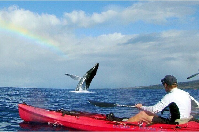 Humpback Whale breaches in front of kayaker