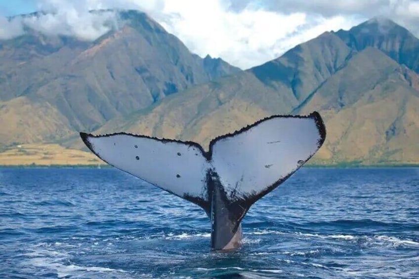 Whale Tail