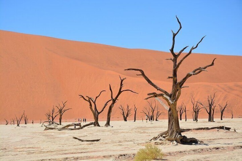 Deadvlei @ Sossusvlei