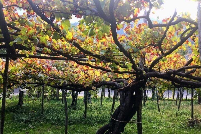 Amalfi Coast Wine Tour 1 Day 2 Vineyards