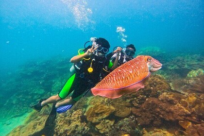 Phuket Scuba Diving Maiton Private Island Small Group or Snorkel