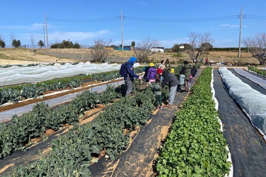 Farm to table Excursion and Barbecue with a Fresh Seafood